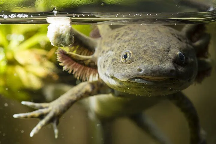 Ein Axolotl schwimmt in einem sauberen Aquarium mit Kiesboden und einigen Wasserpflanzen, die optimale Lebensbedingungen andeuten.