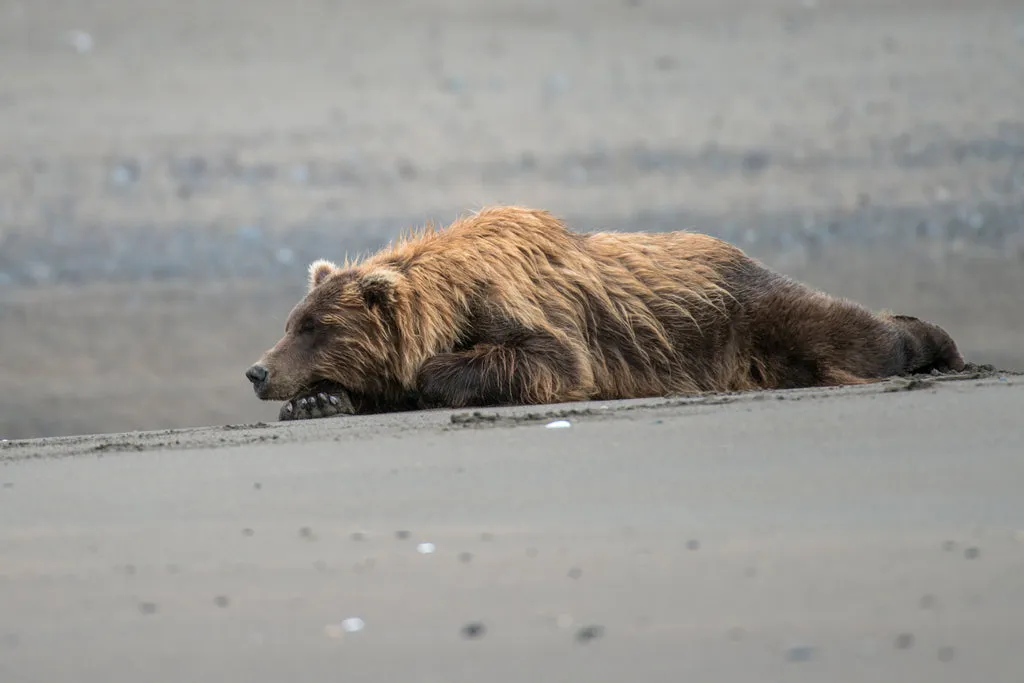 Ein Bär, dunkle Wolken und ein kahler Baum als Elemente für eine Komposition
