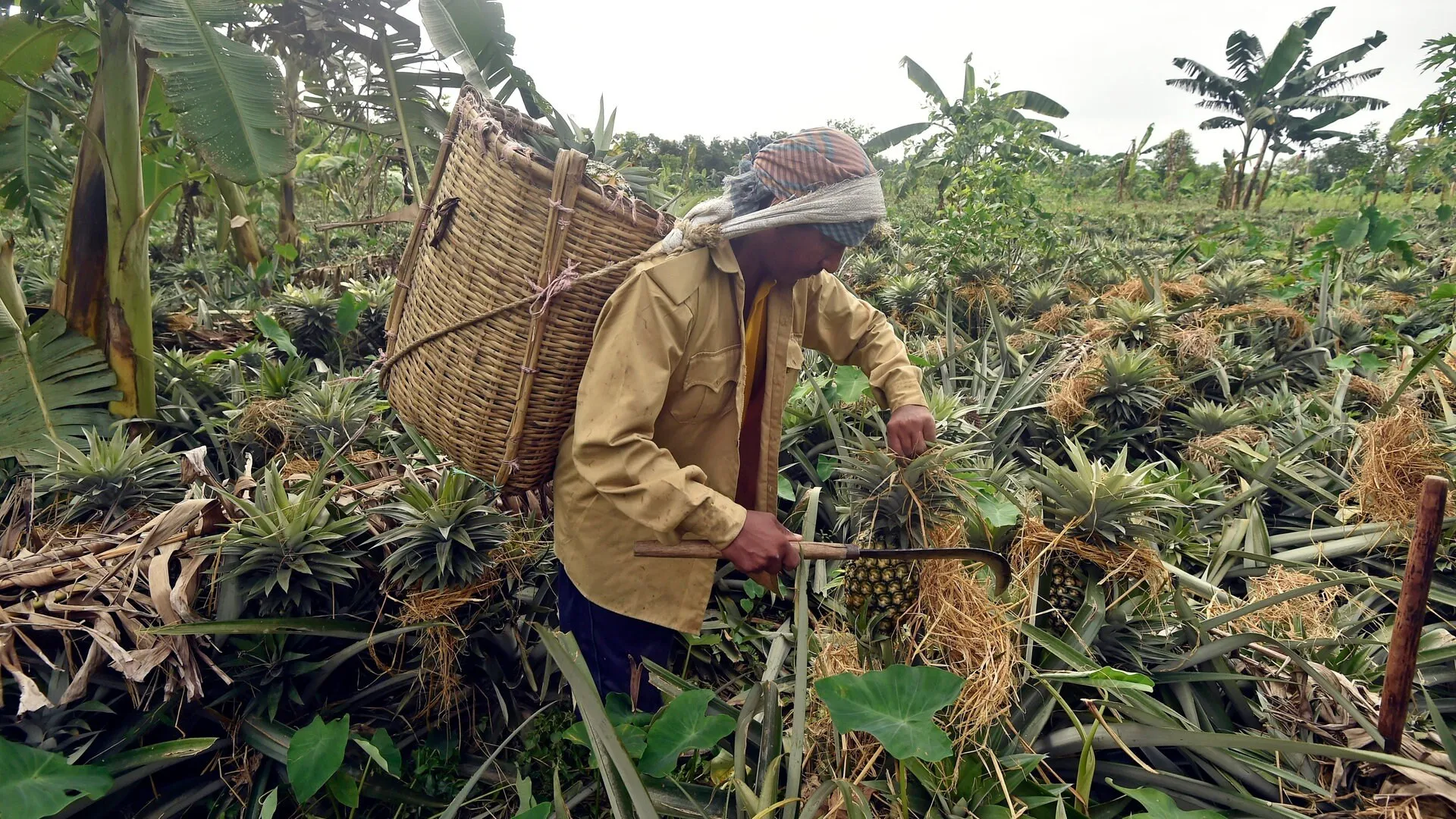 Ein Bauer erntet eine Ananas auf einer Plantage während der Erntesaison in Tangail, Bangladesch.