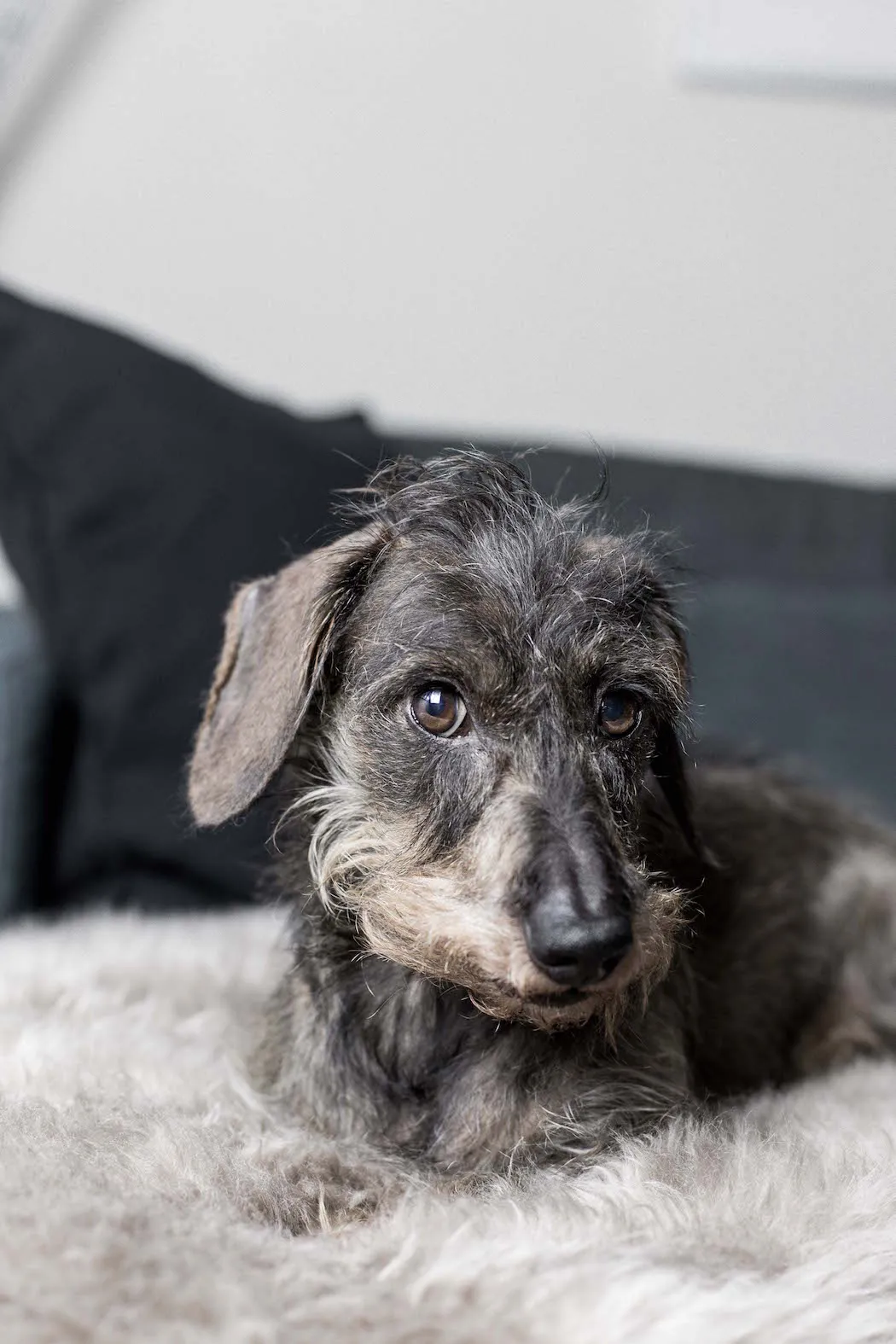 Ein Dackel springt vom Sofa – eine Hunderampe würde hier helfen