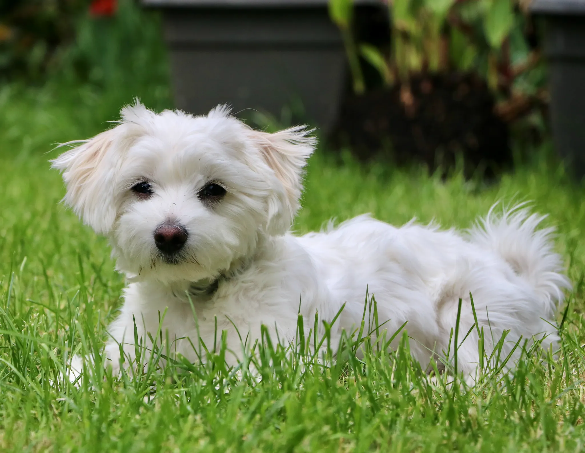 Ein eleganter Malteser mit langem, weißem Fell, der auf einer Decke liegt und ruht.