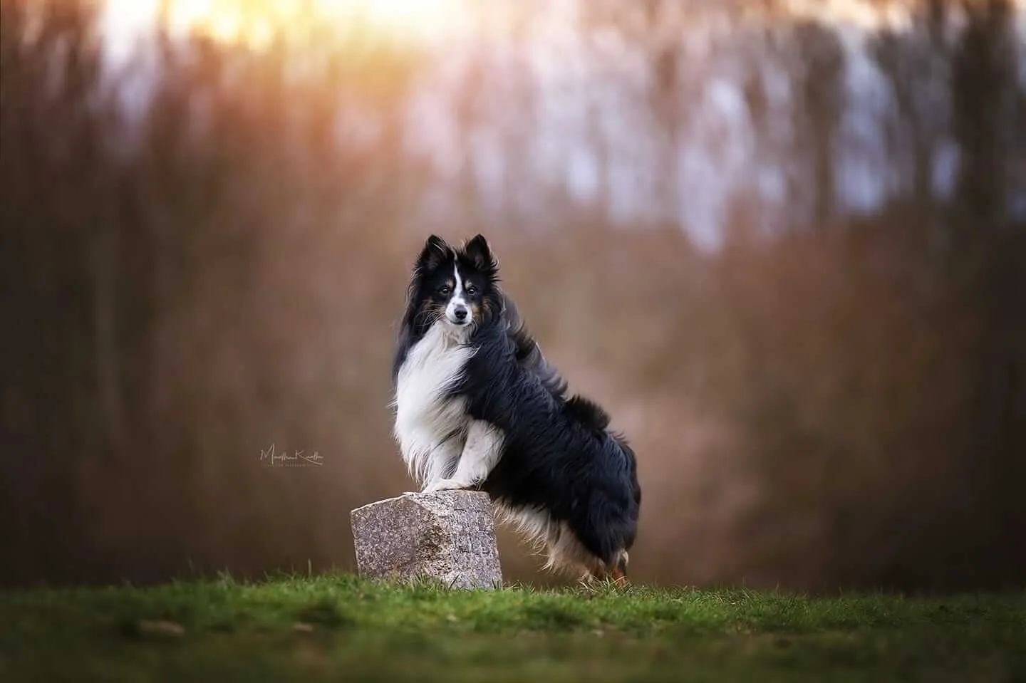 Ein eleganter Shetland Sheepdog sitzt auf einer Wiese und blickt aufmerksam und intelligent in die Kamera.