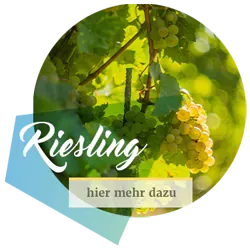 Ein Glas Riesling-Wein mit dem Hinweis auf weitere Informationen zur Rebsorte