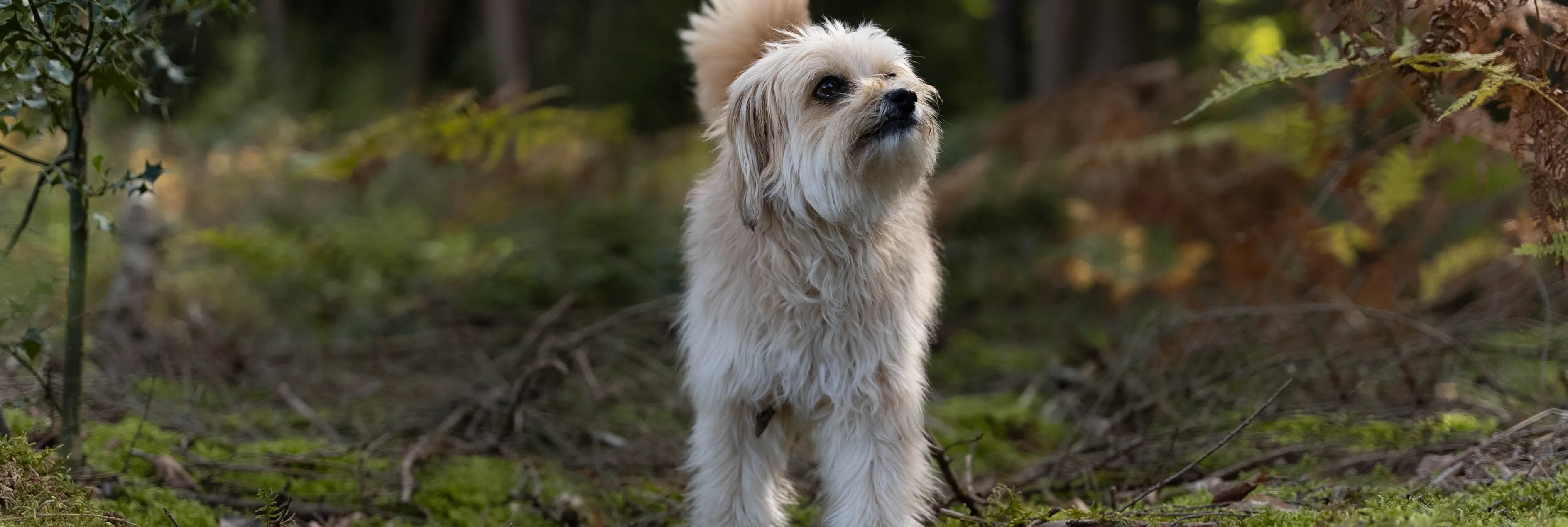 Ein glücklicher Hund rennt durch einen Wald und genießt die Natur
