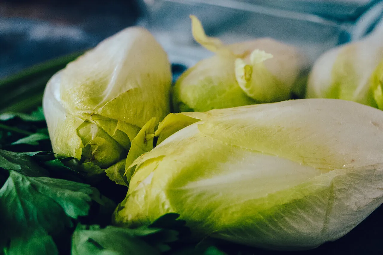 Ein goldbraun gebackener Chicorée-Auflauf direkt aus dem Ofen