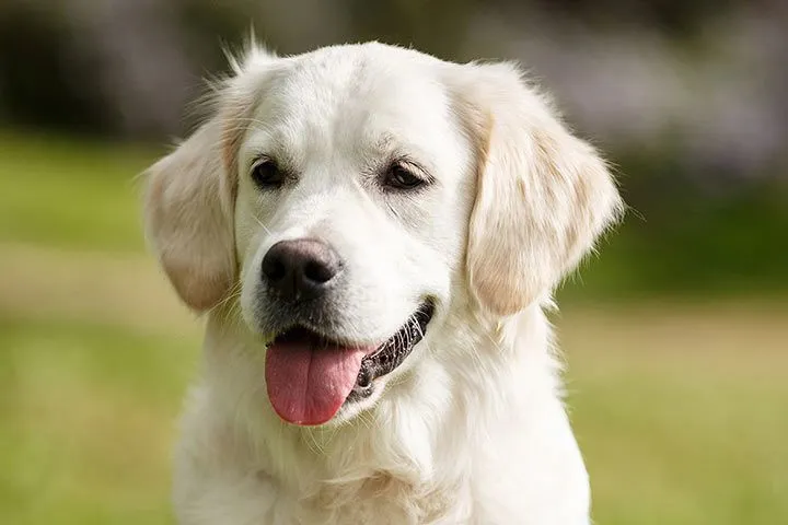Ein Golden Retriever mit glänzendem Fell liegt auf einer Wiese im Sonnenlicht