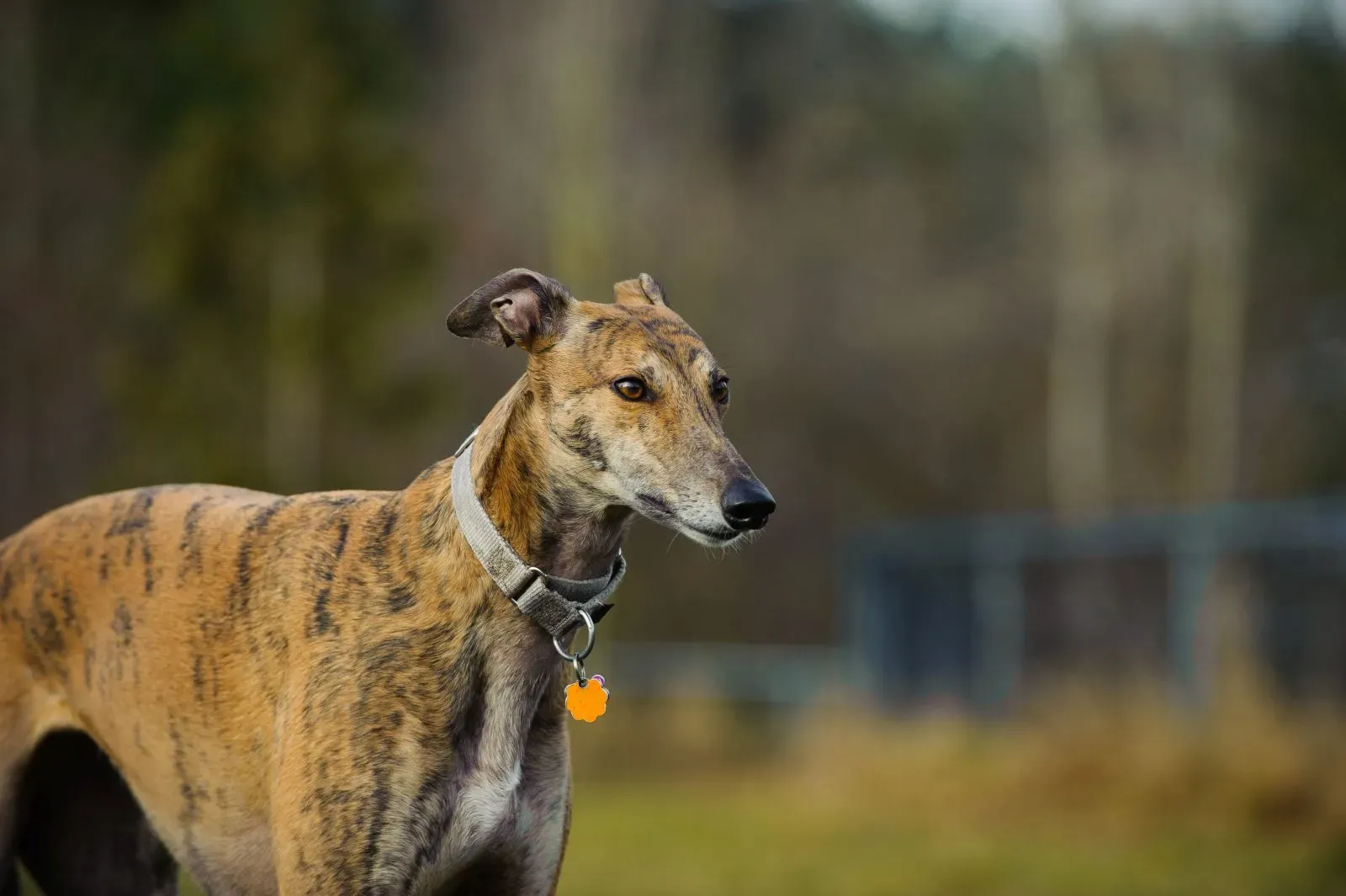 Ein Greyhound im Garten