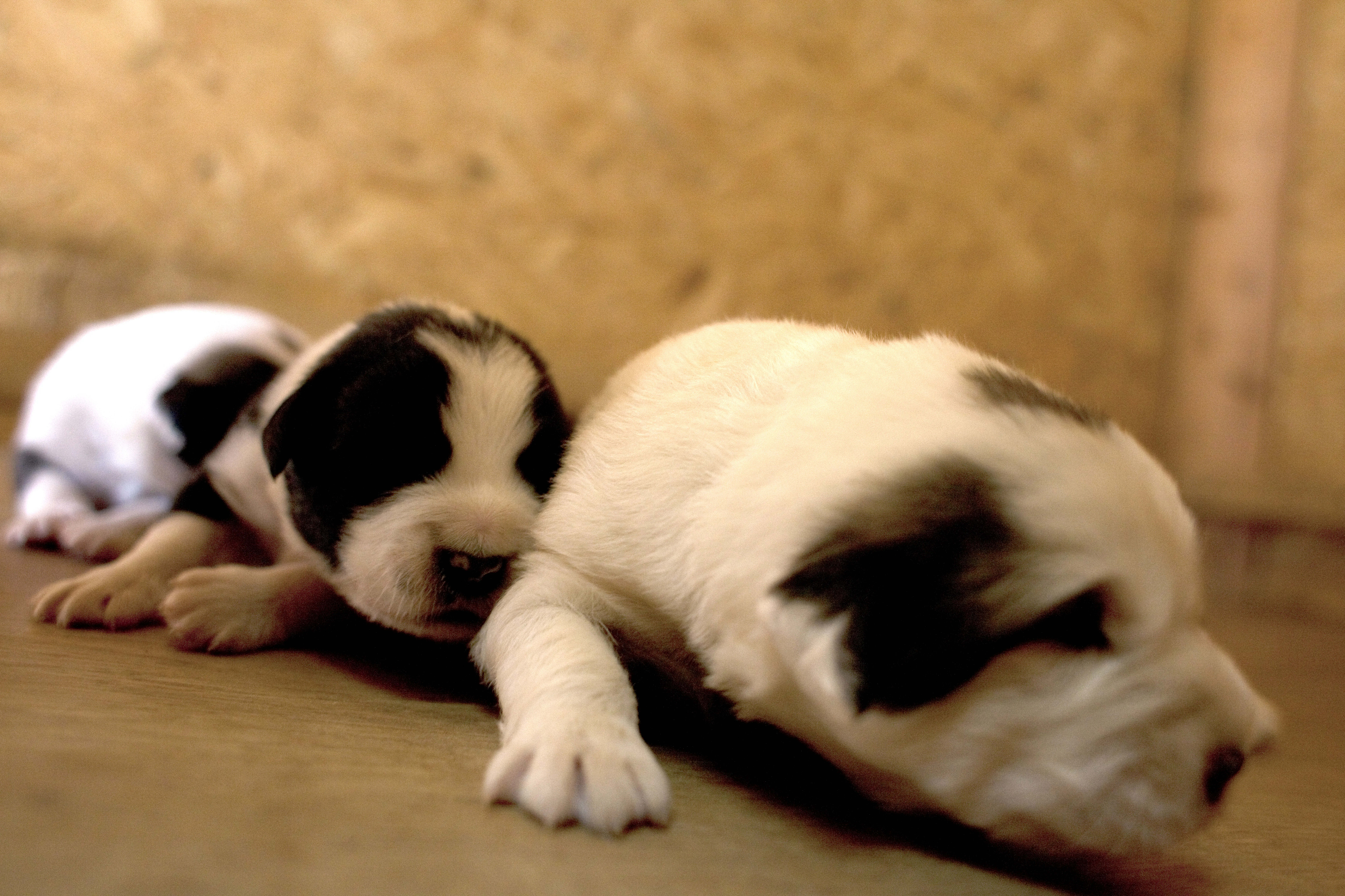 Ein Griechischer Schäferhund auf einem felsigen Hügel
