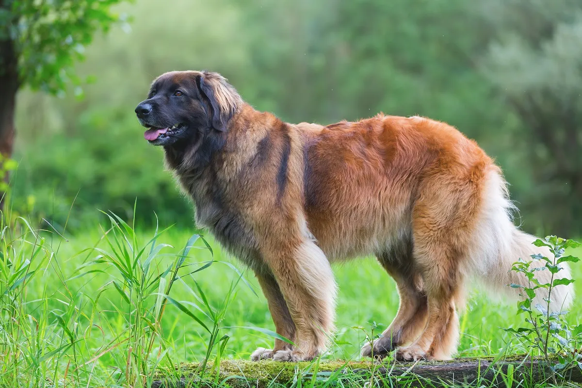 Ein großer, freundlicher Leonberger sitzt auf einer Wiese und schaut in die Kamera.