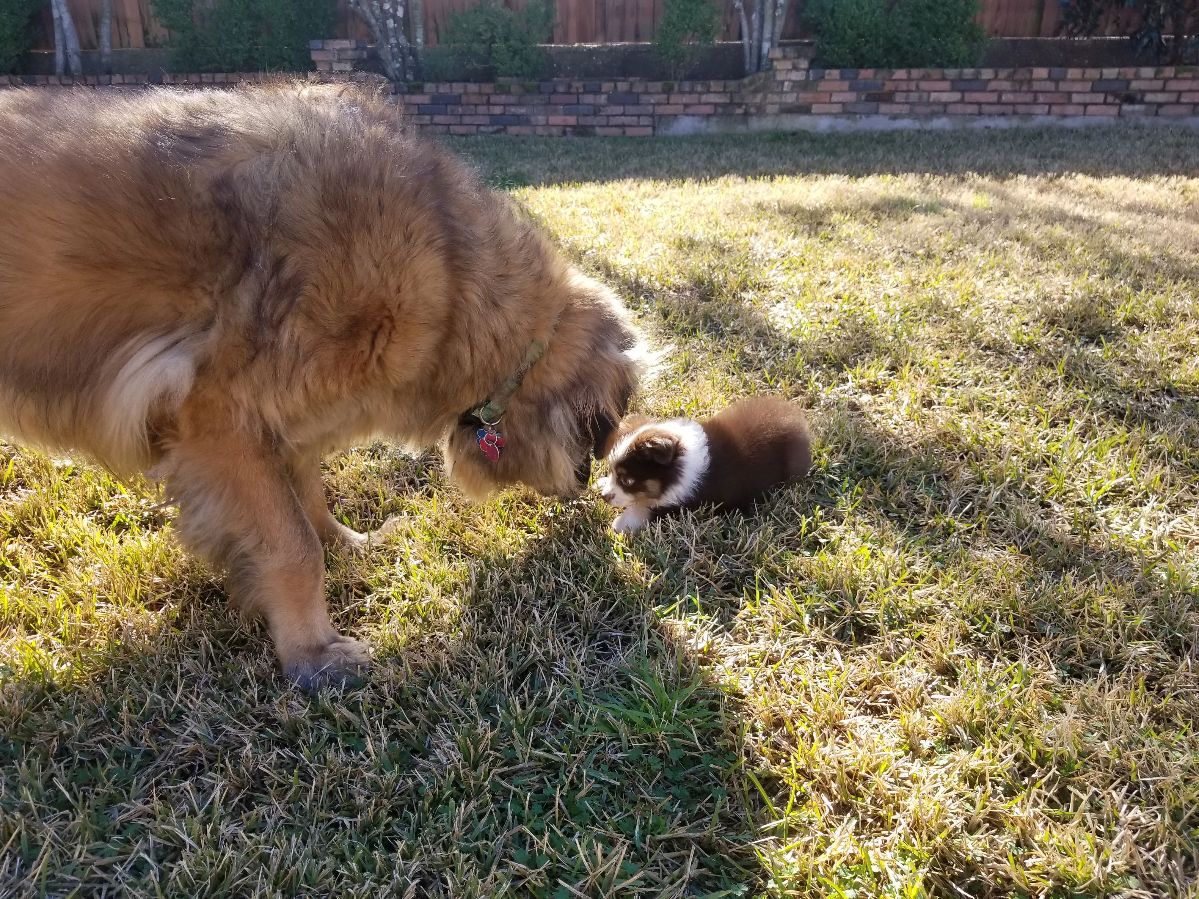 Ein großer Leonberger Hund beugt seinen Kopf, um einen kleinen Mini Australian Shepherd, der auf dem Gras liegt, zu schnüffeln.
