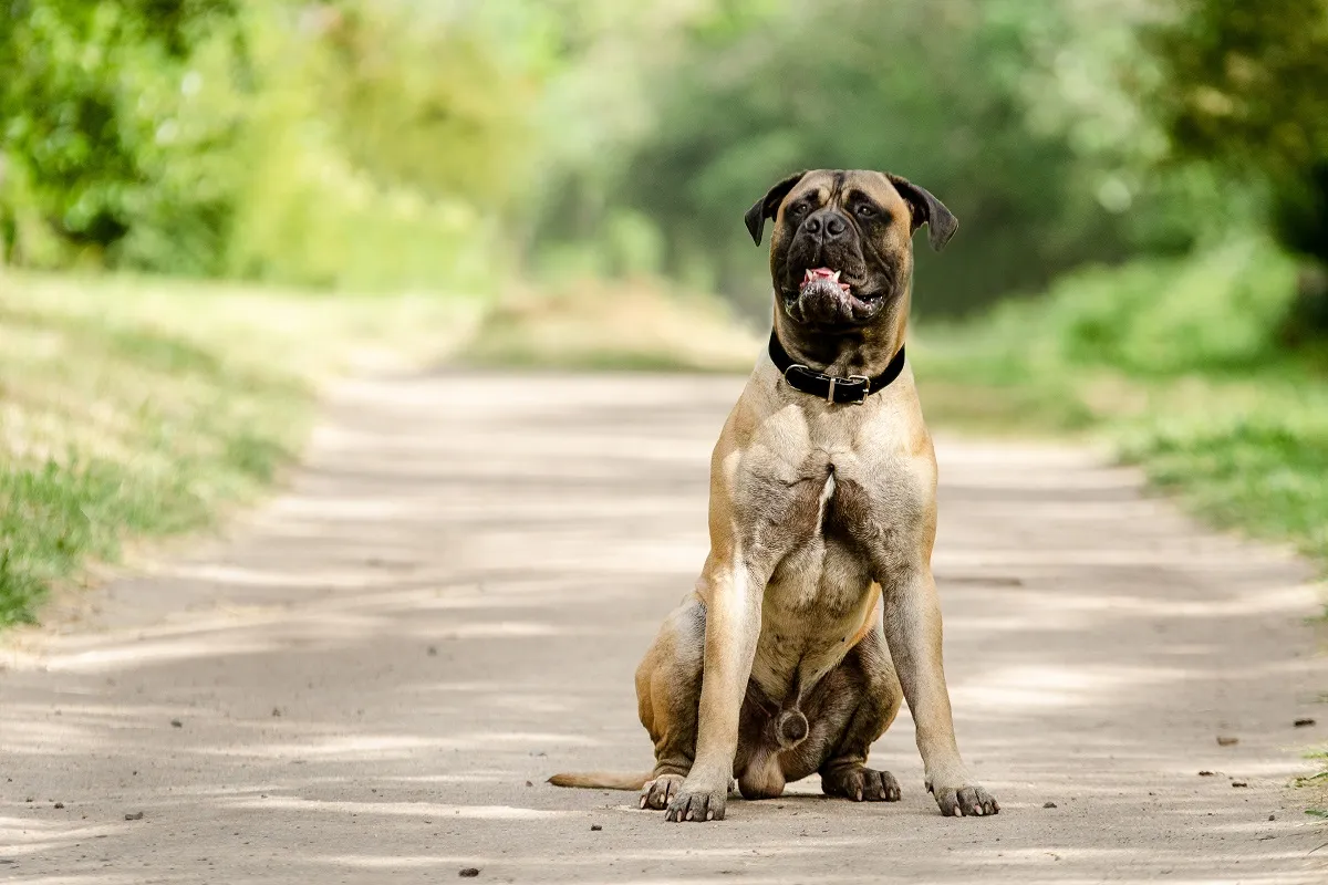 Ein großer, massiger Mastiff Hund mit kurzem Fell liegt auf einer Couch.