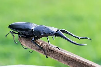 Ein großer Riesenkäfer krabbelt auf der Hand eines Menschen