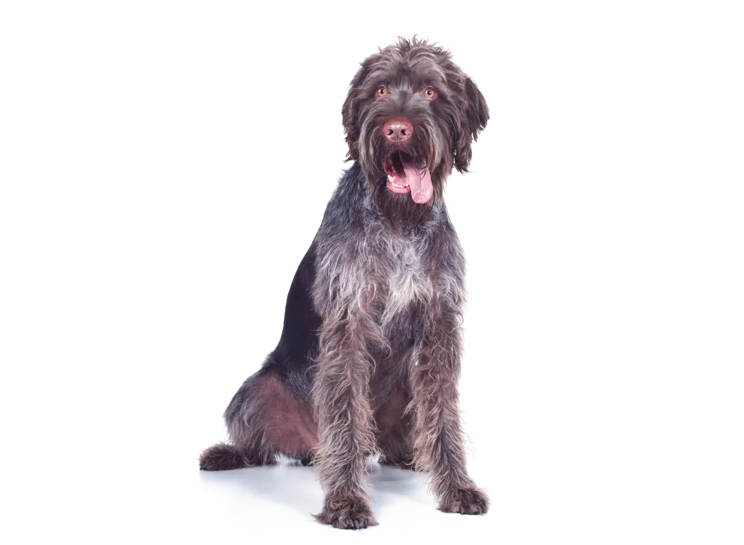 Ein großer, zotteliger Hund sitzt aufrecht, hechelt und schaut fröhlich auf weißem Hintergrund.