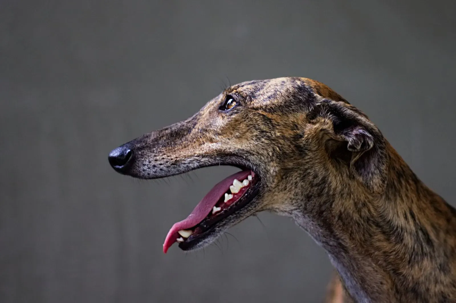 Ein hechelnder Greyhound in Nahaufnahme