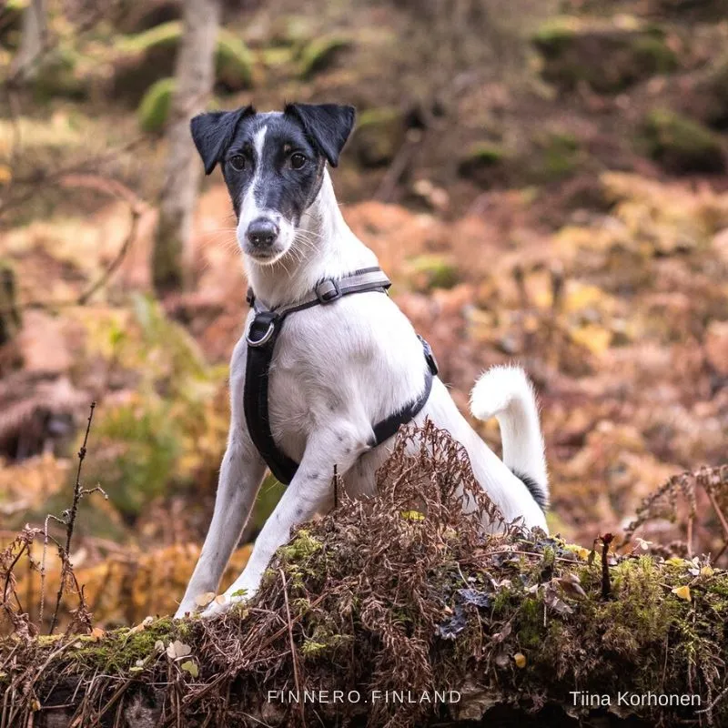 Ein Hund beim Spaziergang mit dem FinNero SALON Anti-Zug-Geschirr in Schwarz.