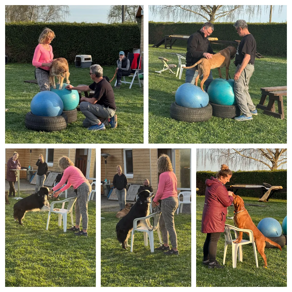 Ein Hund läuft auf einem Steg als Teil eines Mobility-Parcours, beobachtet von seinem Besitzer.