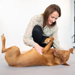 Ein Hund liegt auf der Seite und dreht sich in die Rolle-Position, während eine Hand ein Leckerli führt.