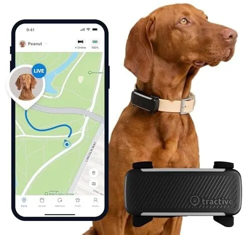 Ein Hund mit einem GPS-Tracker am Halsband