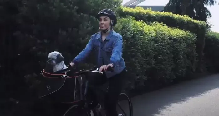 Ein Hund sitzt bequem in einem DoggyRide Cocoon Hundefahrradkorb, bereit für eine Fahrt