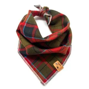 Ein Hund trägt ein kariertes Halstuch und blickt neugierig in die Kamera.