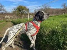 Ein Hund und sein Mensch genießen die Zeit zusammen auf einem gemütlichen Hundebett