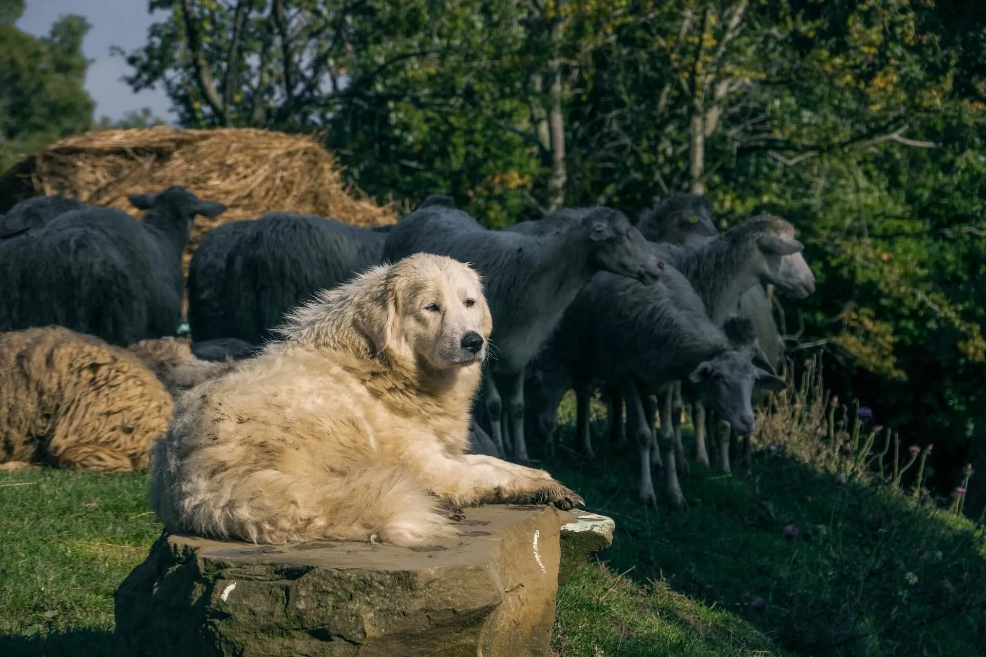 Ein imposanter Herdenschutzhund liegt schützend bei einer Schafherde auf einer grünen Weide unter blauem Himmel.