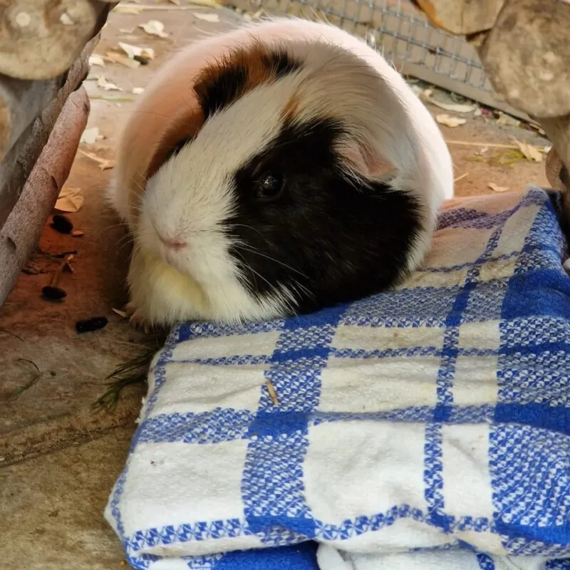 Ein in Tuch gewickelter Kühlakku als sichere Abkühlung für Meerschweinchen