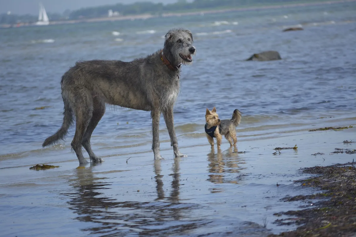 Ein Irischer Wolfshund im Größenvergleich mit einem kleinen Yorkshire Terrier.