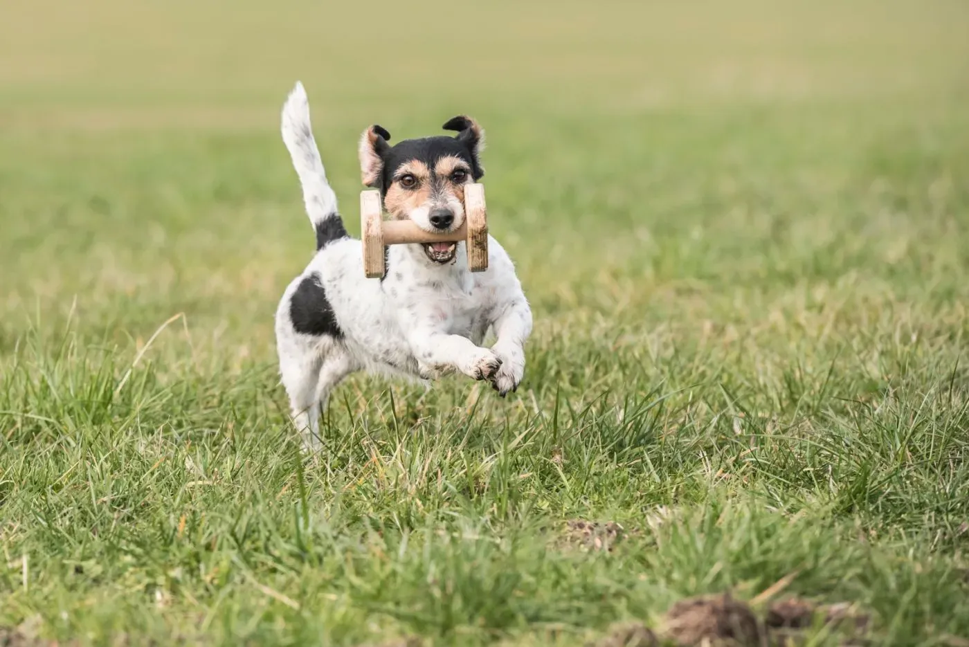Ein Jack Russell Terrier apportiert ein spezielles Apportierholz auf einer grünen Wiese.