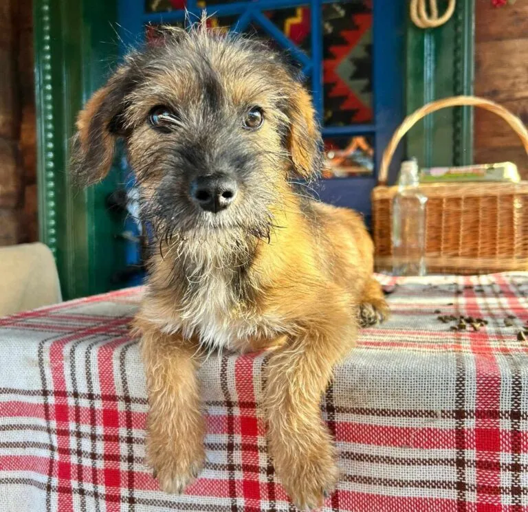 Ein junger, braun-weißer Mischlingshund namens Sykes mit kurzen Beinen, der neugierig in die Kamera schaut.