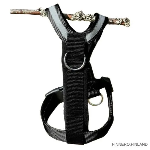 Ein junger Hund trägt das Anti-Zug-Geschirr während des Trainings.