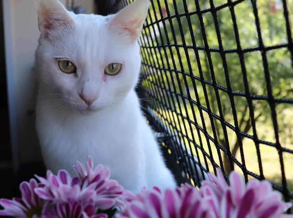 Ein Kätzchen schaut neugierig über den Rand eines Balkons, gesichert durch ein feines Netz.