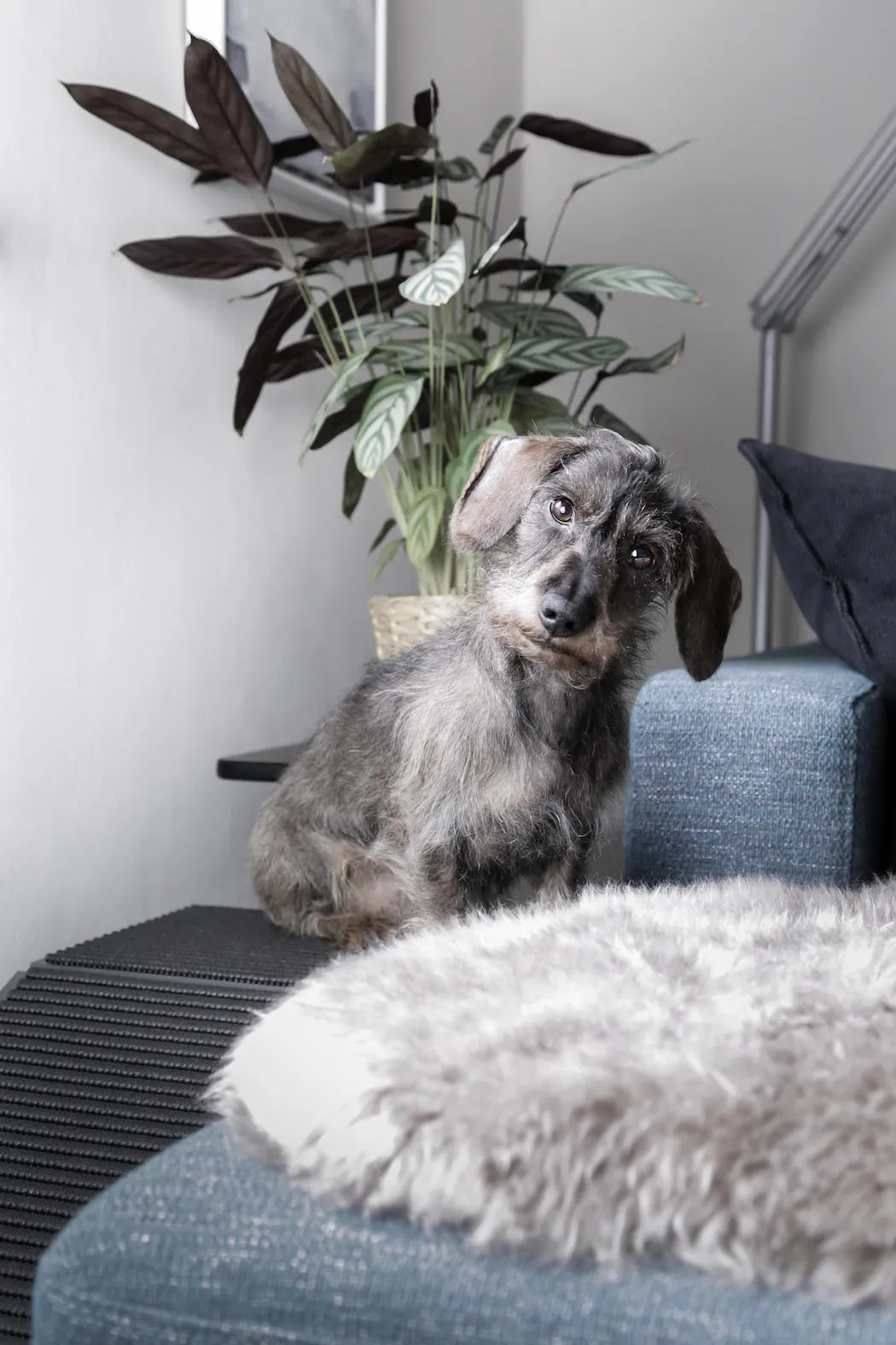 Ein kleiner Dackel namens Sidi benutzt glücklich seine selbstgebaute Hunderampe am Sofa