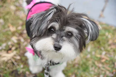 Ein kleiner, flauschiger Havaneser mit langen Ohren sitzt auf einem Holzfußboden