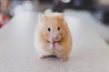 Ein kleiner Hamster blickt neugierig aus seiner Behausung, ideal für die Sektion über Kleintiere.