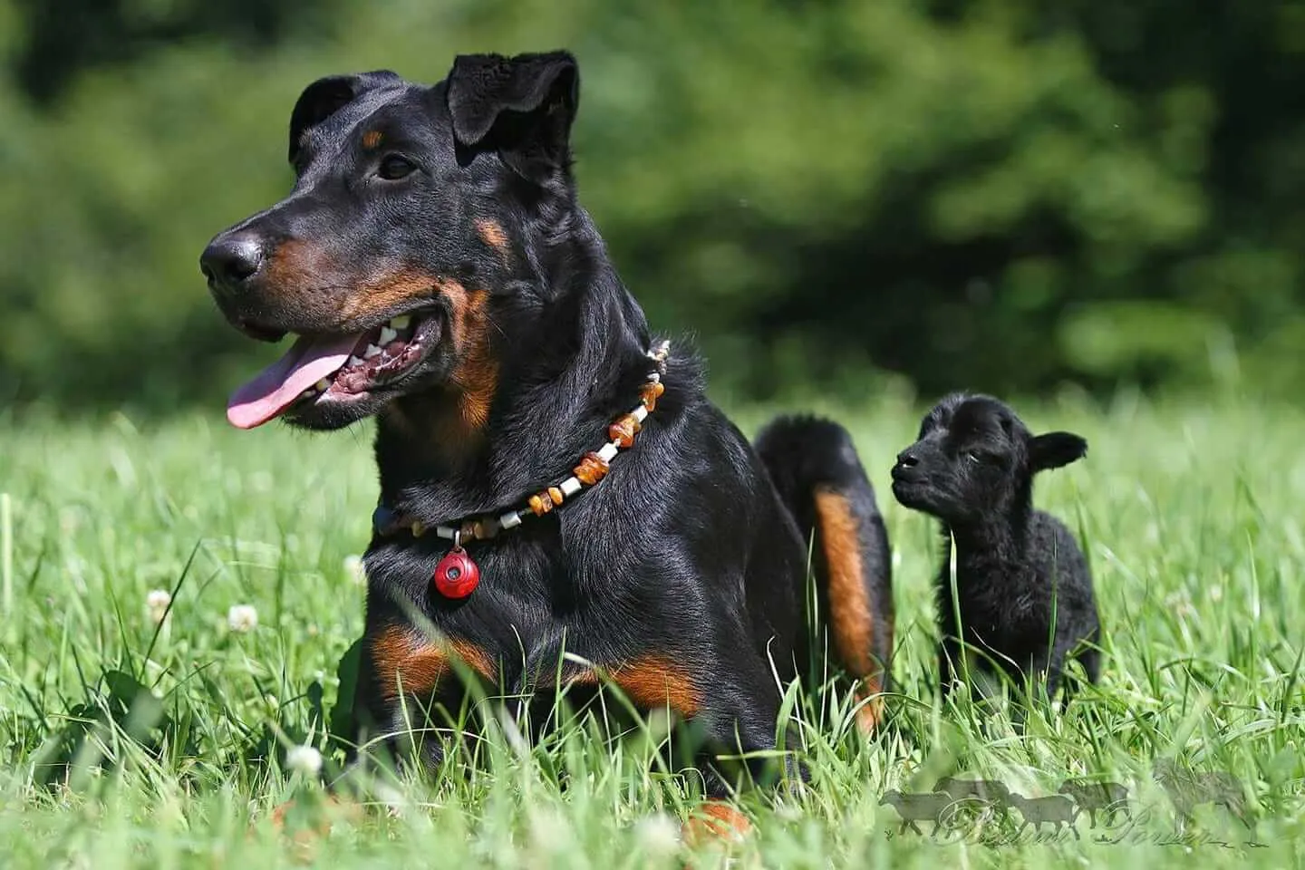 Ein kräftiger Beauceron mit wachem Blick steht auf einem Feld.