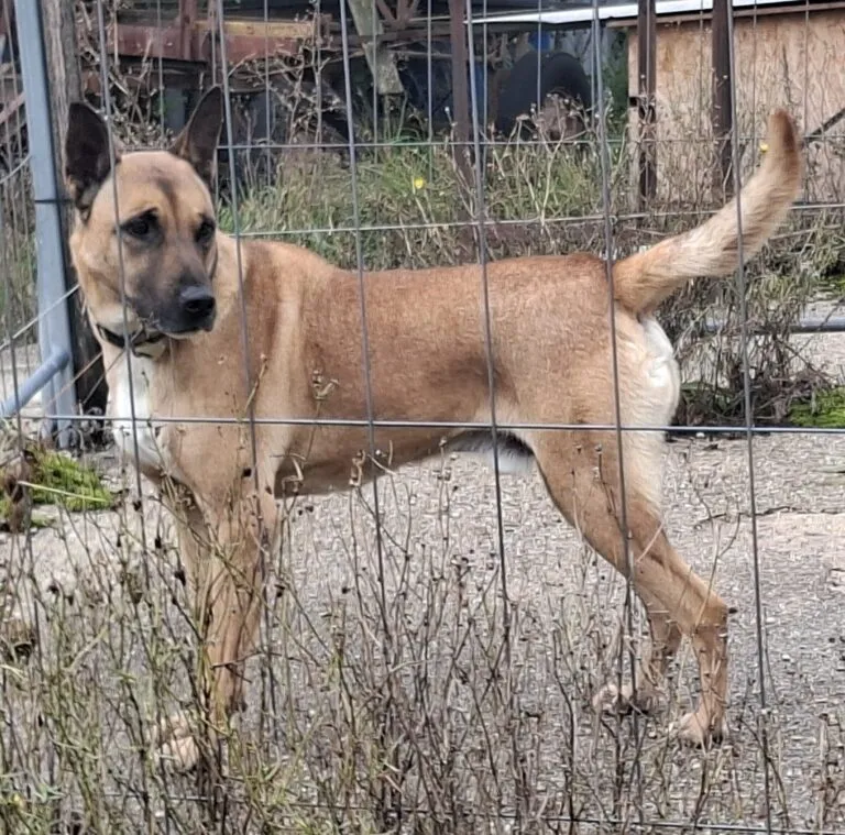 Ein kräftiger, dunkelbrauner Hund namens Creo, der konzentriert nach vorne blickt.