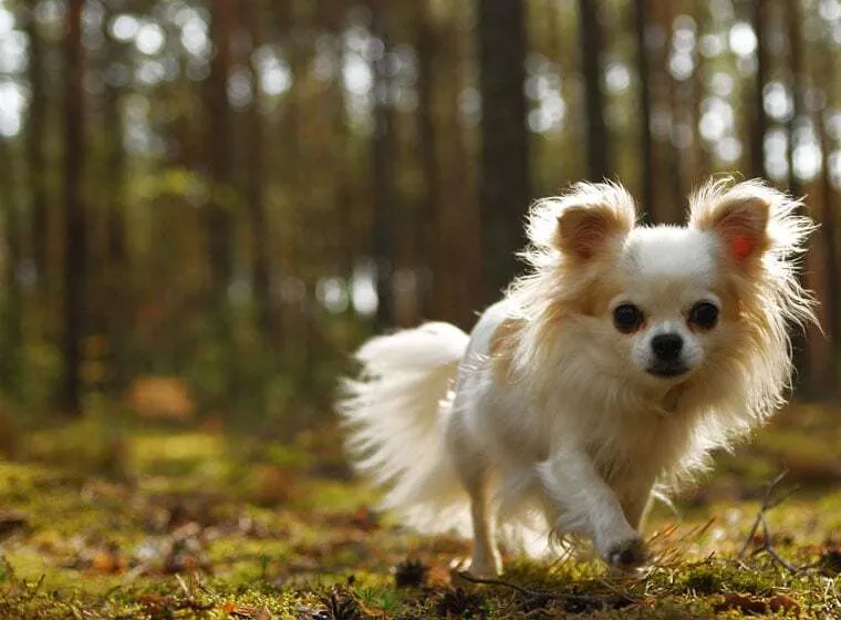 Ein kurzhaariger Chihuahua mit aufmerksamen Blick sitzt auf einer Decke