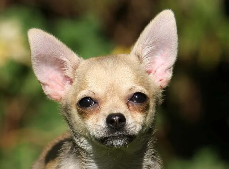 Ein kurzhaariger Chihuahua mit glattem Fell sitzt auf einem Kissen