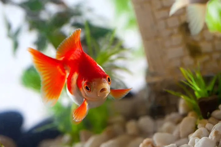Ein leuchtend orangefarbener Goldfisch schwimmt majestätisch in einem Aquarium