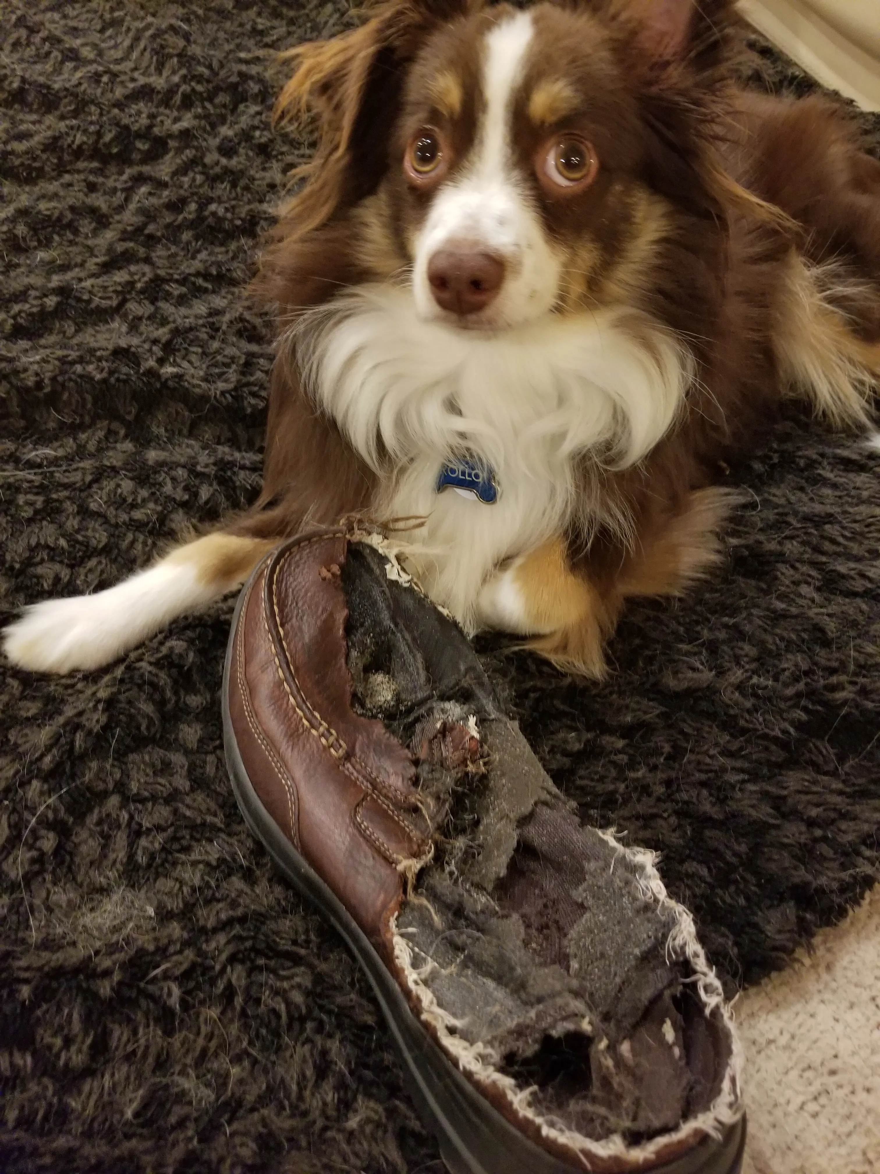 Ein Mini Australian Shepherd schaut in die Kamera. Er sitzt neben einem zerkauten Schuh.