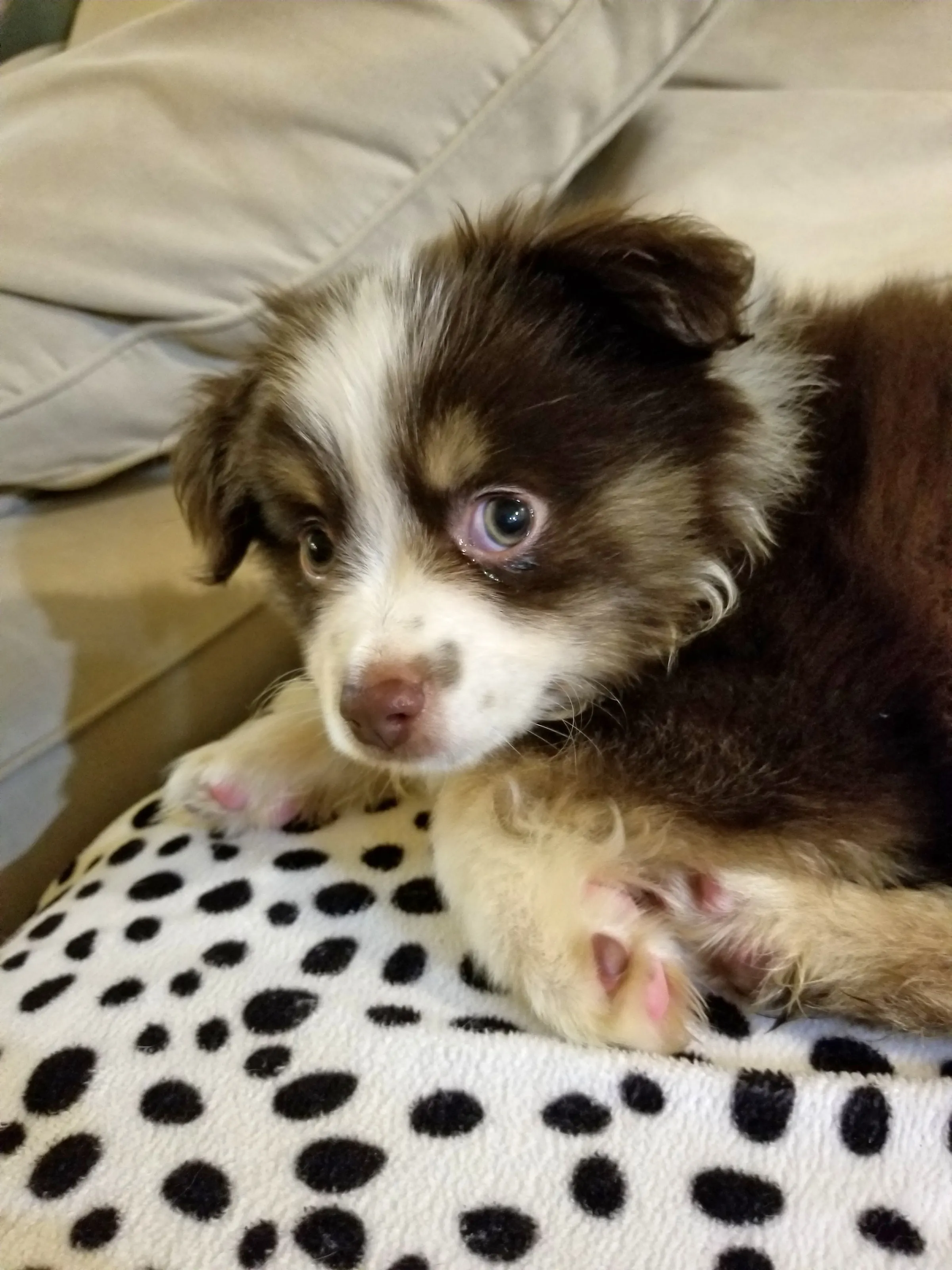 Ein Mini Australian Shepherd Welpe liegt auf einer Decke und schaut in die Kamera.