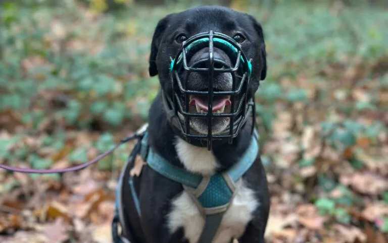 Ein mittelgroßer, brauner Mischlingshund namens Freddi mit aufmerksam lauschenden Ohren.