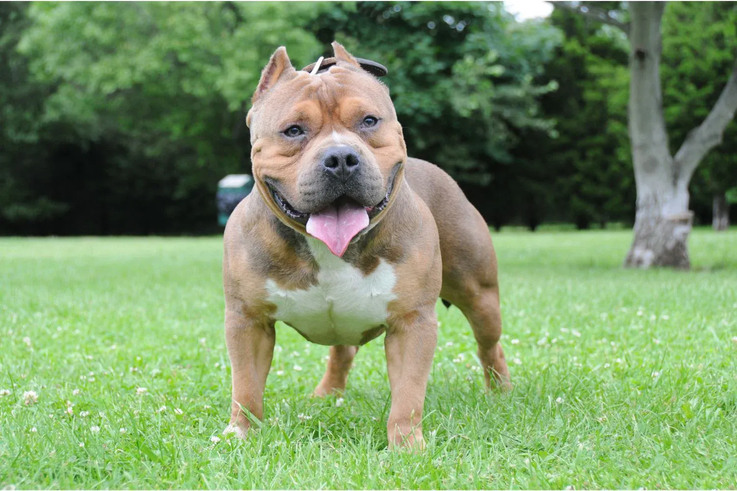 Ein muskulöser American Bully im Profil