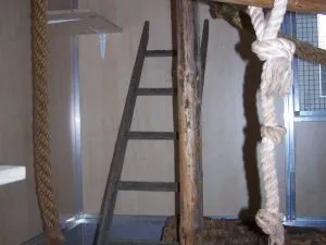 Ein neugieriger Wickelbär erkundet seine Umgebung auf einem Ast