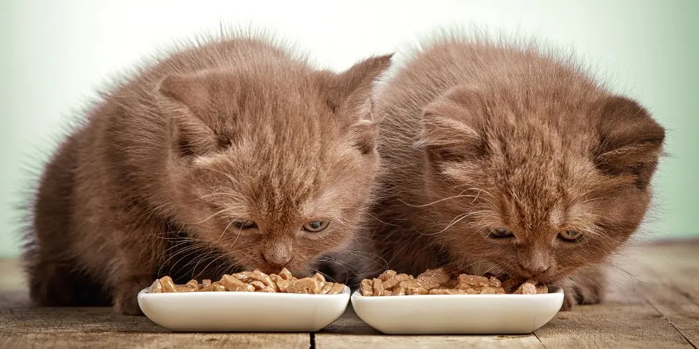 Ein neugieriges Kätzchen frisst aus einem Napf, was auf den erhöhten Nährstoffbedarf junger Katzen hinweist.