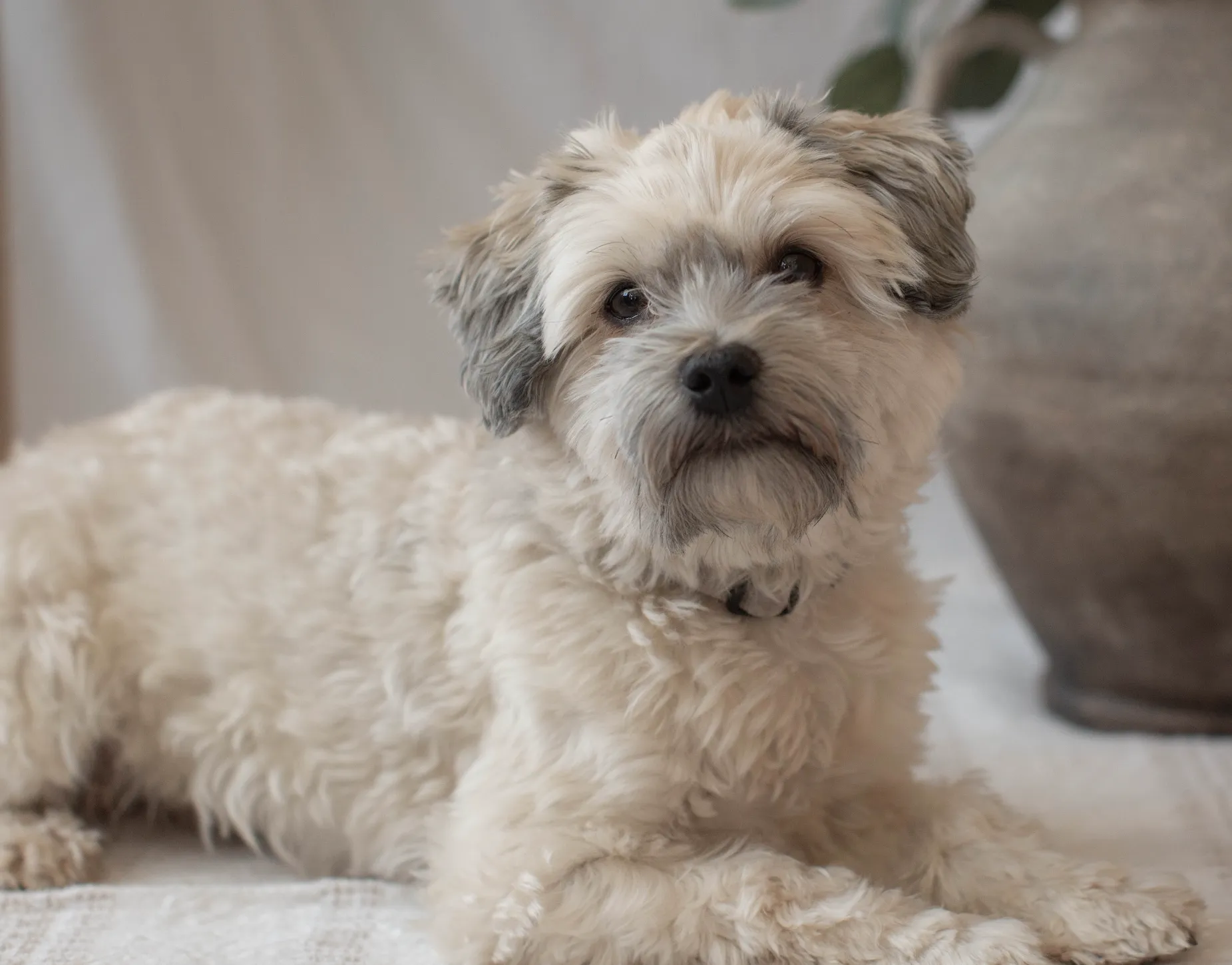 Ein niedlicher Havaneser mit wuscheligem Fell, der aufmerksam in die Ferne schaut.