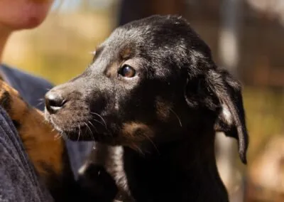 Ein niedlicher Welpe im Tierheim wartet auf sein neues Zuhause