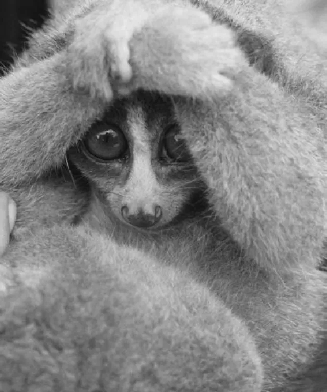 Ein Plumplori in einer unnatürlichen Umgebung, verdeutlicht das Leid durch soziale Medien