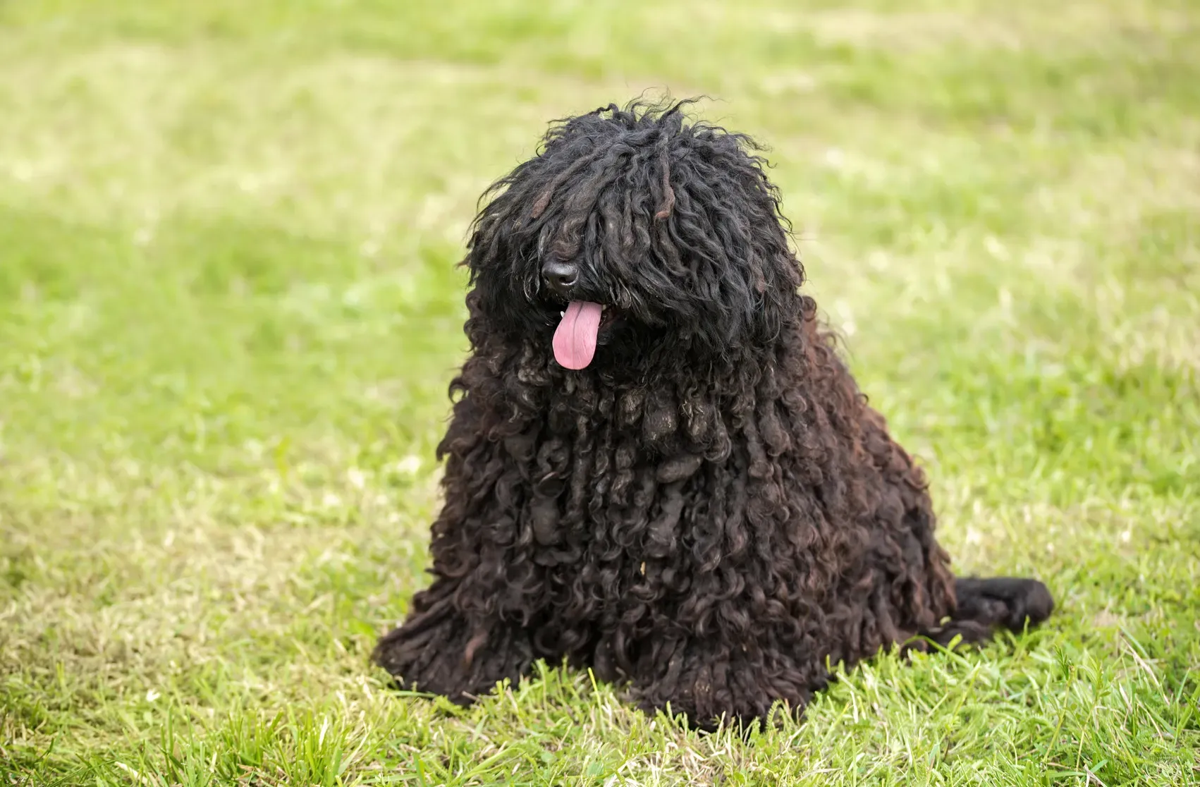 Ein Puli mit seinem charakteristischen Schnürenfell.